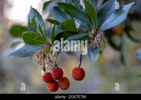 Arbutus unedo rubra Beeren im Herbst Stockfoto