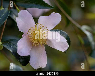 Nahaufnahme der Kamelie sasanqua Maiden's Blush Flower im Winter Stockfoto