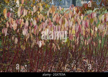 Cornus alba Baton Rouge in Herbstfarbe Stockfoto