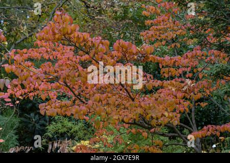 Cornus kousa Miss Satomi zeigt Herbstlaub Stockfoto