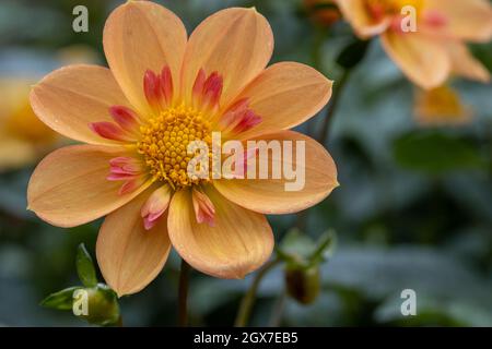 Nahaufnahme von Dahlia Kelseys Annie Joy Blume im Spätsommer Stockfoto