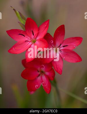 Nahaufnahme von Hesperantha coccinea Oregon Sonnenuntergang blüht im Spätsommer Stockfoto
