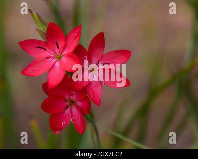 Hesperantha coccinea Oregon Sonnenuntergang blüht im Spätsommer Stockfoto