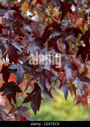 Nahaufnahme des Liquidambar straciflua Worplesdon Laubs im Herbst Stockfoto