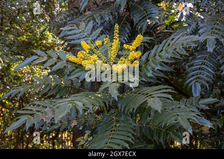 Mahonia lomarilifolia blüht im Herbst Stockfoto