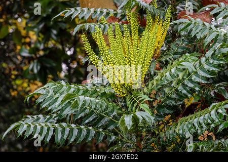 Ungewöhnliche Mahonia x media Faith blüht im Herbst Stockfoto