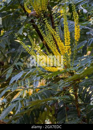 Nahaufnahme der Mahonia x media Lionel Fortescue Blumen im Herbst Stockfoto