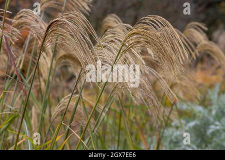 Nahaufnahme von Miscanthus nepalensis-Fowers im Herbst Stockfoto