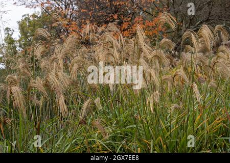 Miscanthus nepalensis in Blüte im Herbst Stockfoto