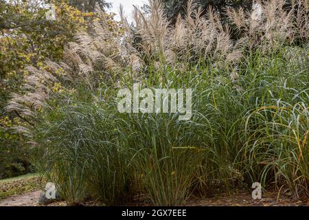 Miscanthus sinensis Silberfeder im Herbst in Blüte Stockfoto