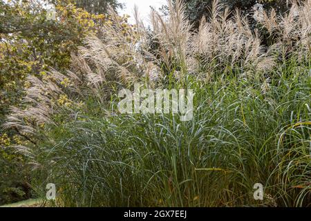Die Gruppe Miscanthus sinensis Silberfeder blüht im Sommer Stockfoto