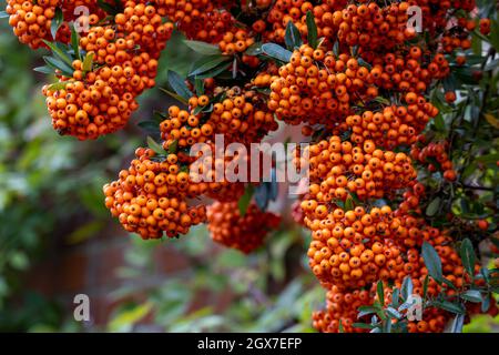 Hängende Pyramicantha Saphyr Orangenbeeren im Herbst Stockfoto