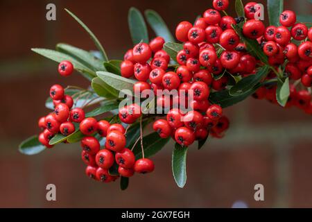 Nahaufnahme der Pyramicantha Saphyr Rote Beeren im Herbst Stockfoto