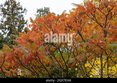 Rhus typhina zeigt das fantastische Herbstlaub Stockfoto