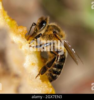 Detail der Biene oder Honigbiene in Latein APIs Mellifera, europäische oder westliche Honigbiene Stockfoto