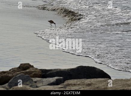 Huntington Beach, Usa. Oktober 2021. Ein Kran ist auf Nahrungssügen unterwegs, nachdem am 4. Oktober 2021 eine große Ölpest 126,000 Liter Öl von einer Offshore-Ölplattform in Huntington Beach, Kalifornien, gedumpt hat. Die massive Ölpest einer Offshore-Anlage verursachte heute große ökologische Schäden in den Gewässern vor Huntington Beach, da Beamte das Gebiet für die Öffentlichkeit sperrten und sagten, dass Strände in der Stadt für mehrere Wochen oder sogar Monate geschlossen werden könnten. Foto von Jim Ruymen/UPI Credit: UPI/Alamy Live News Stockfoto