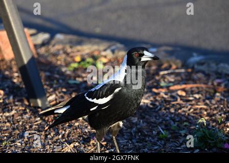 Australische Elster, die in der Mitte eines Gartenbeckens steht und ihr Auge von der untergehenden Sonne beleuchtet wird Stockfoto