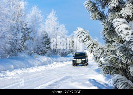 Kiefern- oder Zedernzweige bedeckt mit Frost vor dem Hintergrund eines Autos, das in der Ferne steht und viel Schnee, selektiver Fokus Stockfoto