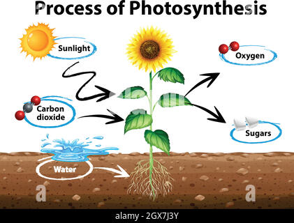 Diagramm mit Sonnenblume und Photosynthese Stock Vektor