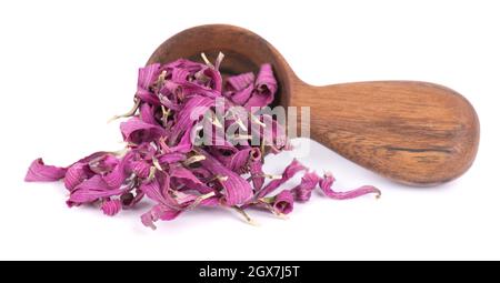 Getrocknete Echinacea Blüten in Holzlöffel, isoliert auf weißem Hintergrund. Blütenblätter von Echinacea purpurea. Heilkräuter. Stockfoto