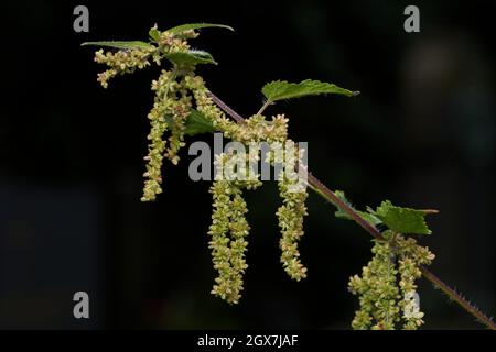 urtica dioica Nahaufnahme einer blühenden Brennnessel vor dunklem Hintergrund Stockfoto