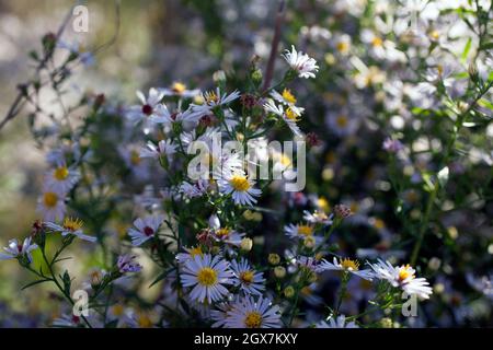 Die New Yorker Aster blühen im frühen Herbst, eine einheimische Pflanze, die Bestäuber anzieht. Stockfoto