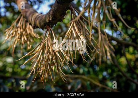 Durian Blütenknospen wachsen kopfüber im Mekong Delta, VN. Stockfoto