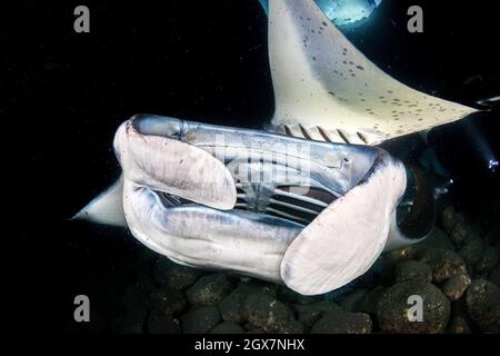 Reef Manta Rochen, Mantas alfredi, Feed über Körbe der Lichter verwendet Plankton aus der Kona Küste der Großen Insel, Hawaii zu gewinnen. Stockfoto