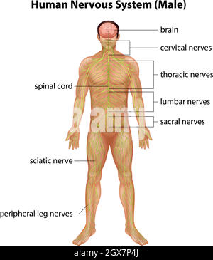Menschliches Nervensystem Stock Vektor