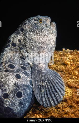 Eine weibliche Wolfsaal, Anarrhichthys ocellatus, vor Hornby Island, British Columbia, Kanada. Stockfoto