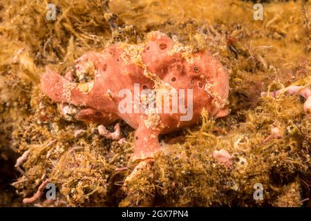 Anglerfisch, Antennarius pictus, vor Dumaguete, Philippinen. Stockfoto