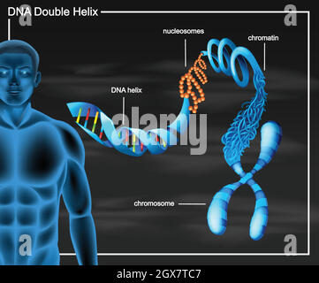 DNA-Doppelhelix-Diagramm Stock Vektor