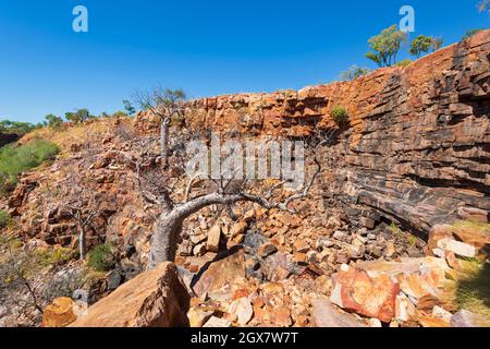 Boab (Adansonia gregorii) wächst in den roten Klippen der Grotto, in der Nähe von Wyndham, Kimberley Region, Western Australia, WA, Australien Stockfoto