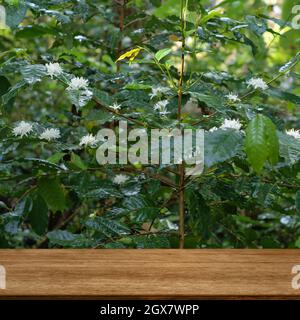 Leerer Holztisch vor dem Hintergrund des Kaffeebaums Stockfoto