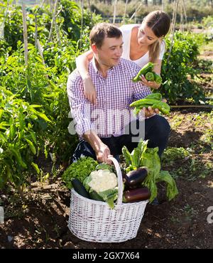 Freudiges Paar mit einem Korb mit Gemüse im Garten Stockfoto