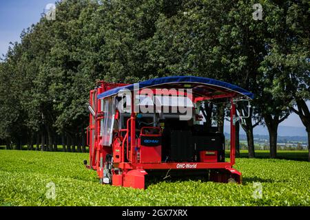 Teeblätter Farm Estate Plantagen in Kericho County Kenia hochauflösende Bilder von Antony Trivet Photography Kreative aus dem Nairobi City County Stockfoto