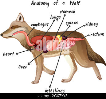 Anatomie eines Wolfes Stock Vektor