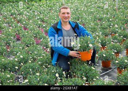 Männchen arbeitet mit Blüten der weißen Kamille im Gewächshaus Stockfoto