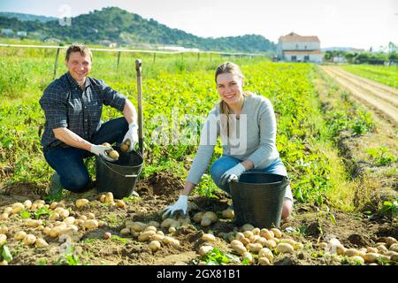 Zufriedener Ehemann und Ehefrau ernten Kartoffeln auf dem Feld Stockfoto