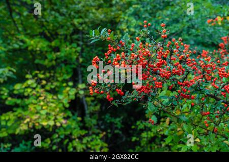 Pyracantha Frucht auf einem Zweig Stockfoto