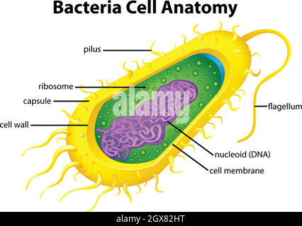 Bakterienzellstruktur Stock Vektor