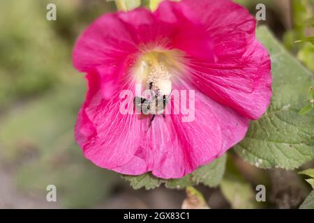 Biene sitzt auf einer blütenrosa Blume Stockfoto