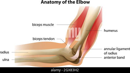 Anatomie der Ellenbogen Stock Vektor