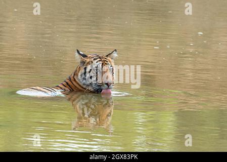 Das Tiger-Junge löscht seinen Durst und entspannt sich in einem Pool aus Wasser. Stockfoto