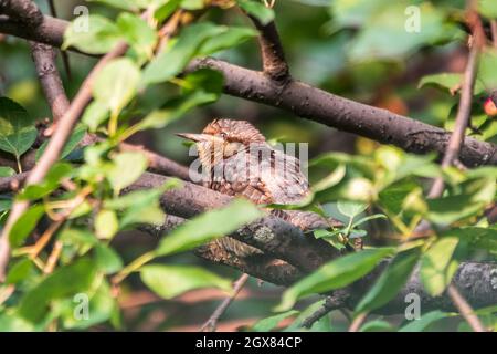 Eurasischer Wryneck oder nördlicher Wrynxkopf, Jynx torquilla, sitzend auf einem Baum. Der eurasische Wryneck ist eine Art von Wryneck aus der Spechtfamilie. Stockfoto