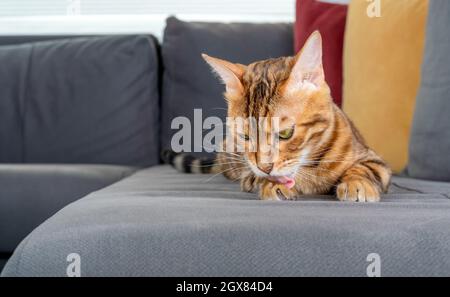 Hauskatze leckt sich die Pfote, während sie auf der Couch liegt Stockfoto