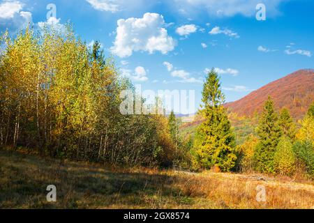 Herbstliche Naturkulisse in den Bergen. Birken im bunten Laub auf der Wiese. Buchenurwald im Herbstlaub auf dem Hügel. Warmer, sonniger Tag Stockfoto