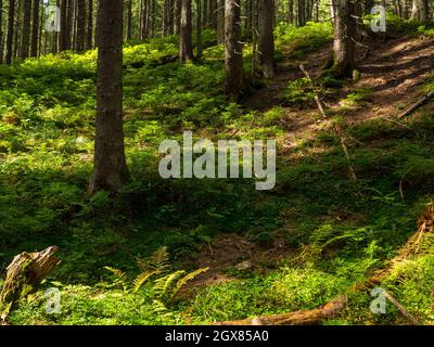 Scenic Trail voller Wurzeln in der Mitte des hölzernen Nadelwaldes Stockfoto