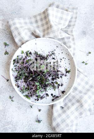 Micro Greens. Gekeimt Radish Seeds. Sprießende Microgreens. Saatgutbildung zu Hause. Veganes und gesundes Esskonzept. Stockfoto