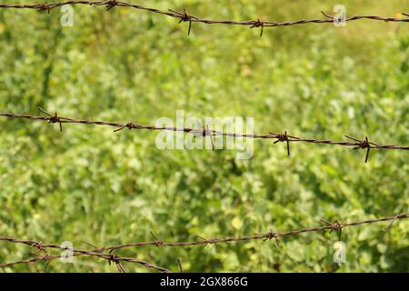 Eiserner rostiger Stacheldraht mit verwackelten grünen Hintergrund Stockfoto